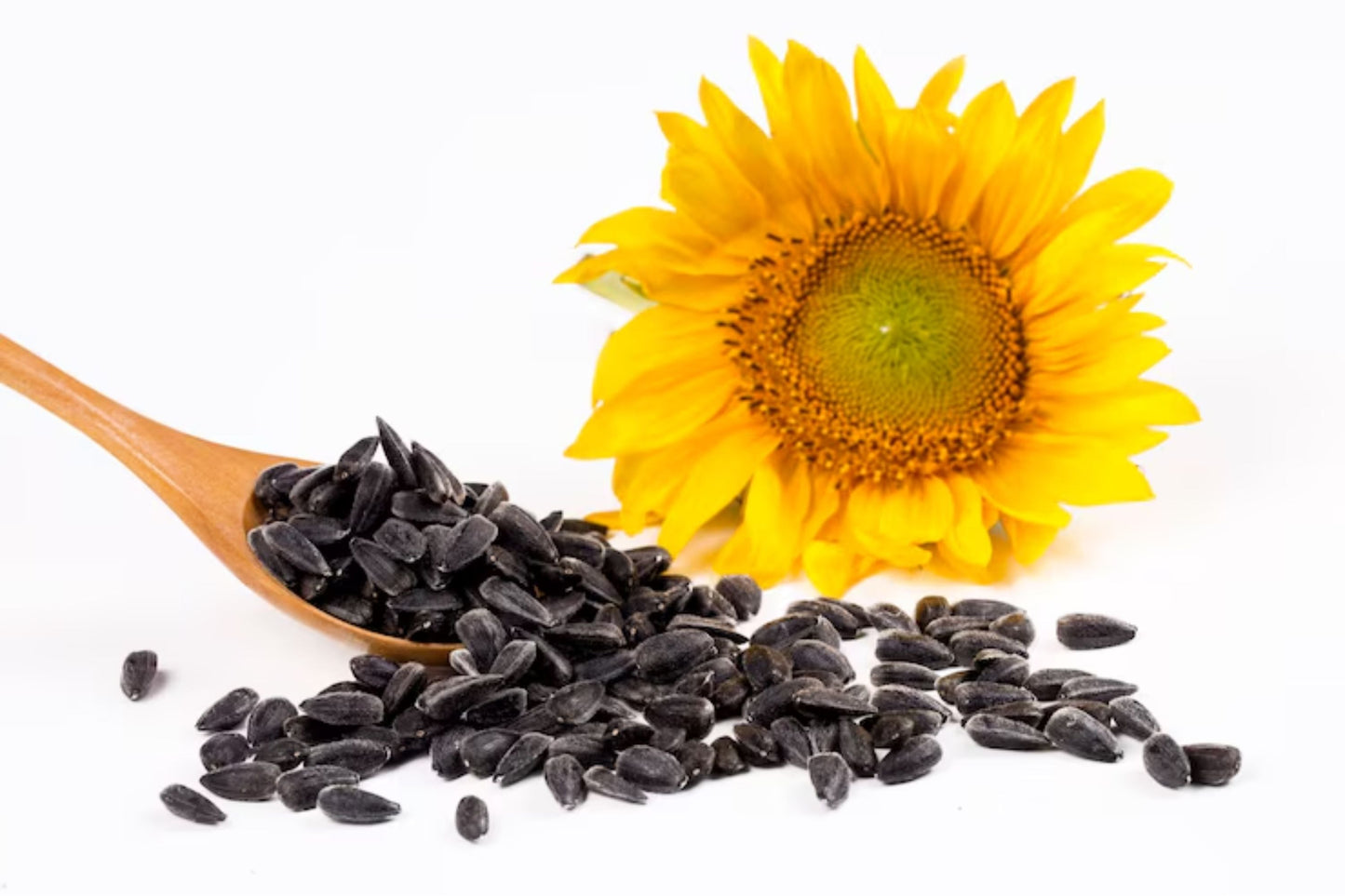 Bulk Black Oil Sunflower Microgreen Seeds | Non-GMO Helianthus annuus Vegetable Seeds