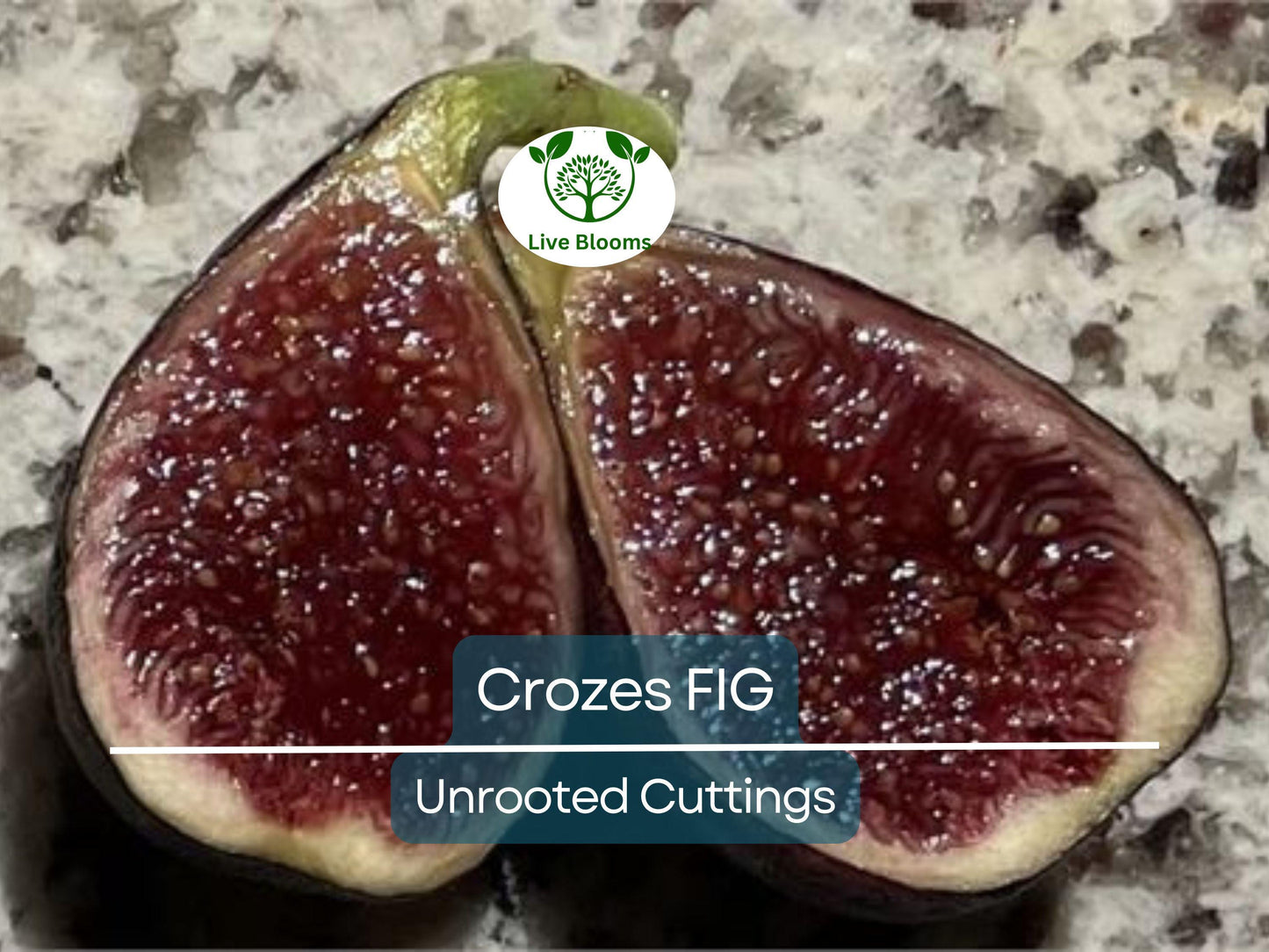 Cold Hardy Fig Tree Crozes Unrooted Cutting 6-8 Inches for Easy Propagation
