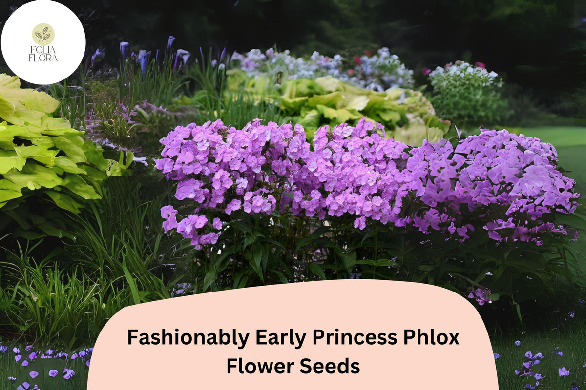 Fashionably Early Princess Phlox Seeds - 100+ Pink Perennial Flower Seeds (Phlox paniculata) for Garden Planting