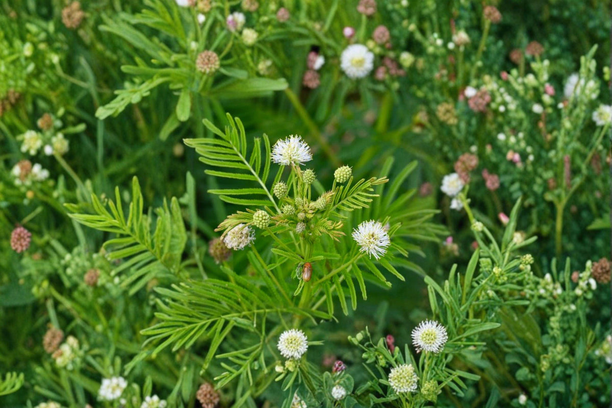 Illinois Bundleflower Seeds | 50 Pack | Native Prairie Wildflower | Desmanthus illinoensis | Pollinator Plant