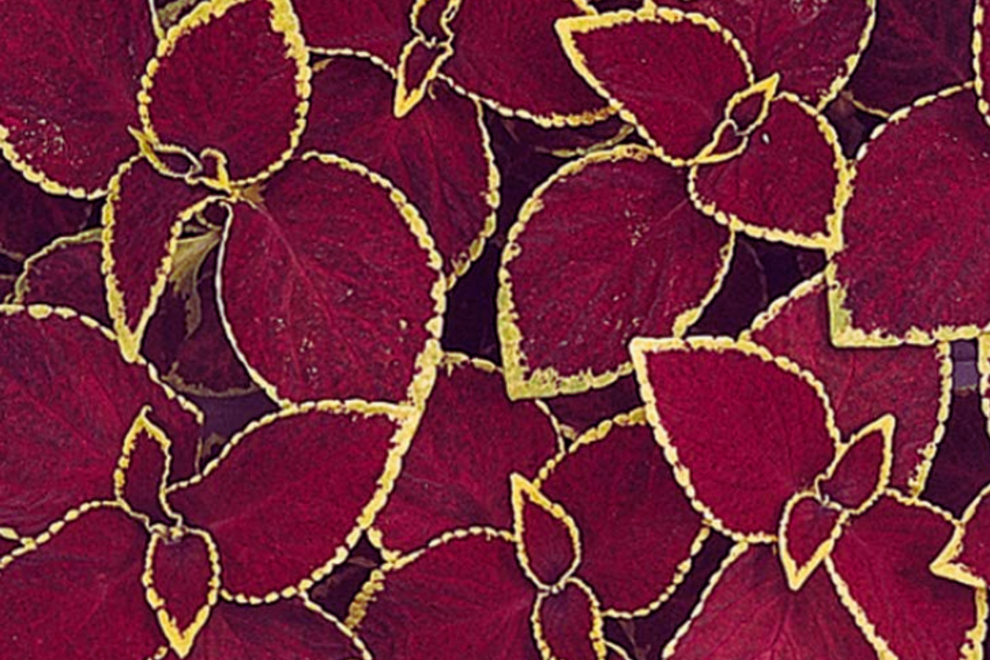 Coleus Wizard Jade Seeds - 25 Dwarf Annual Plant with Ivory and Green Margins, Solenostemon scutellarioides