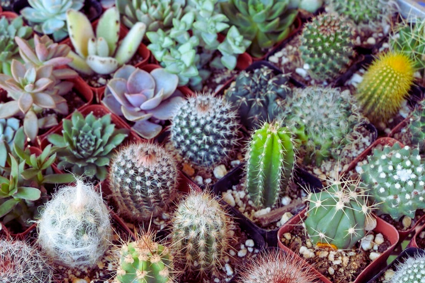 100 PCS Mixed Succulent Seeds for Home Garden, Cactus Varieties, Perennial Aizoaceae, Air-Purifying Plants, Indoor & Outdoor Gardening