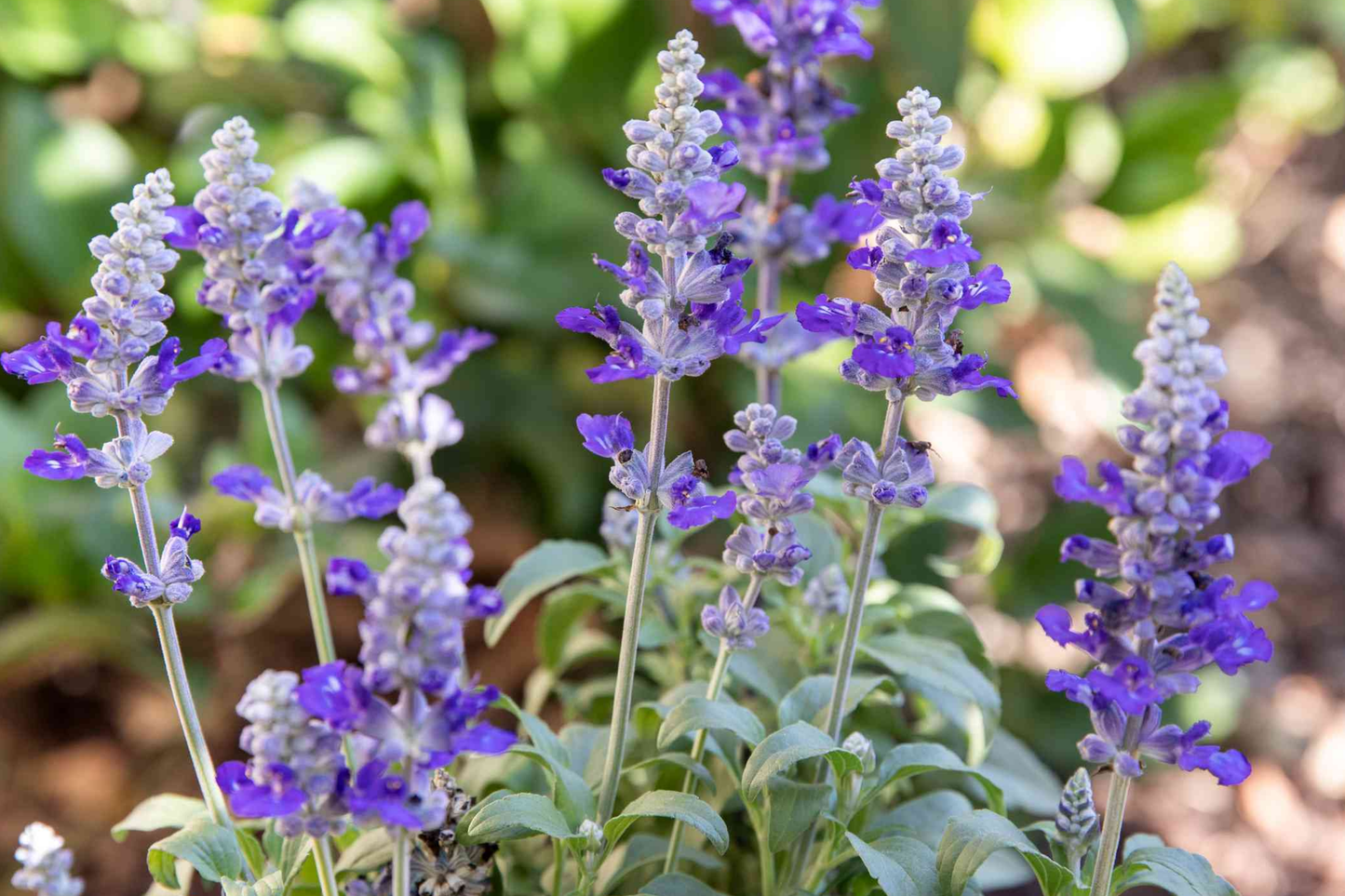 Clary Seeds 80 PCS Pink Sunday Salvia Flower Seeds Drought Tolerant Perennial for Borders & Pots