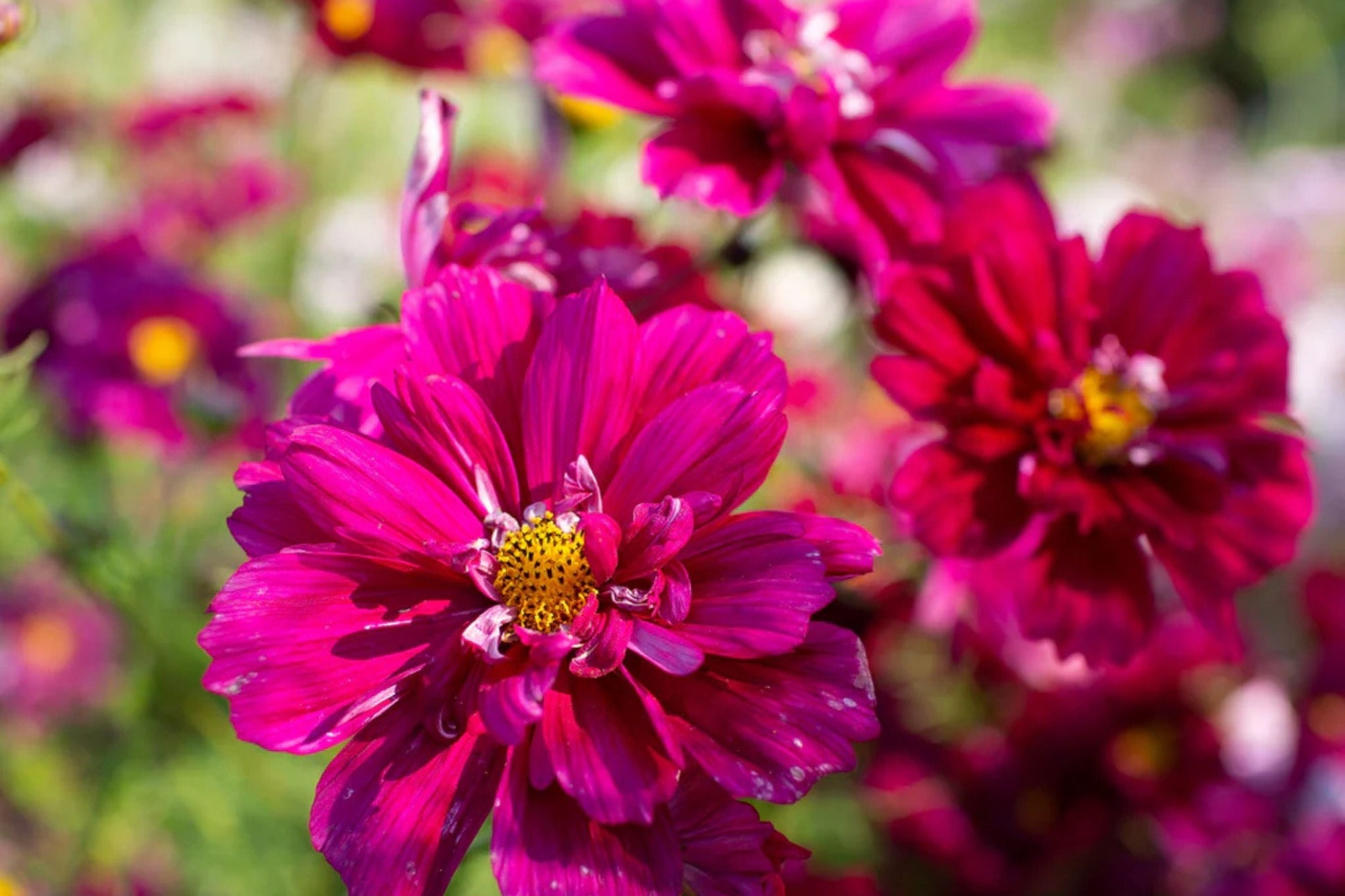 Double Click Cranberries Cosmos Seeds - 200+ Heirloom Cosmos Bipinnatus Pollinator-Friendly Cut Flowers