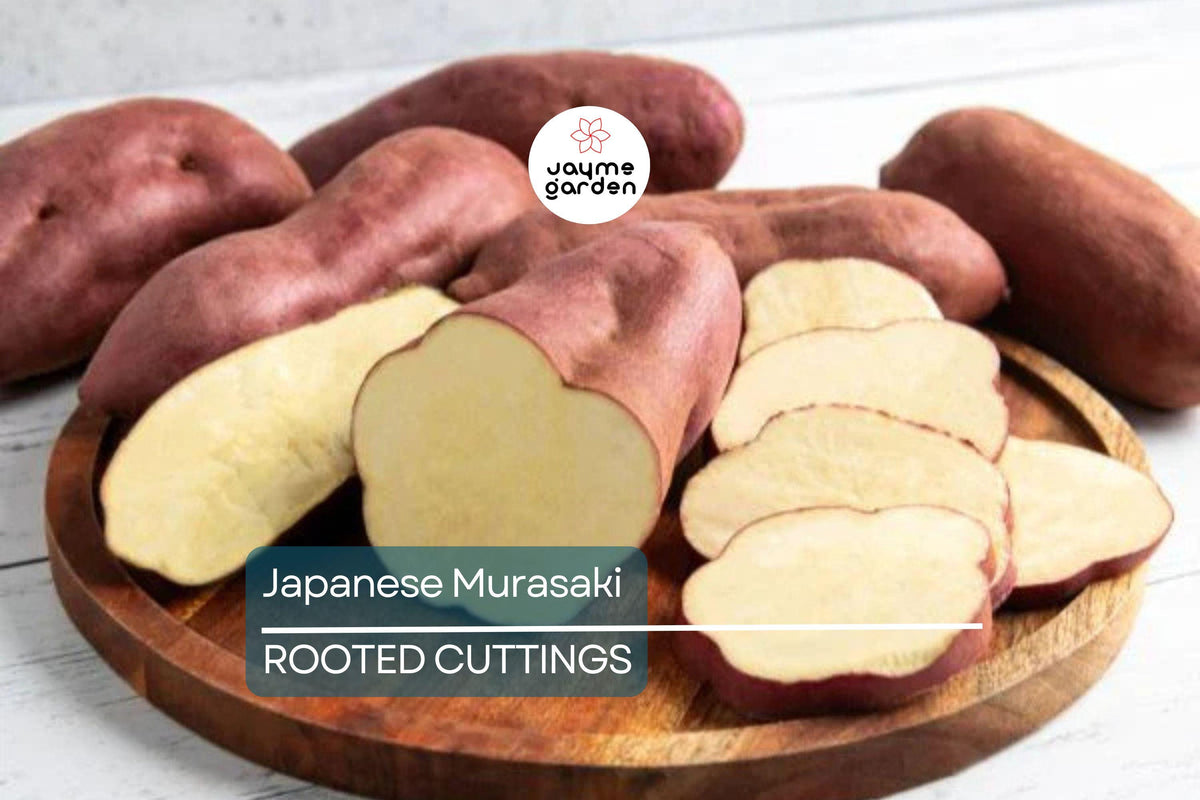 20 Rooted Cuttings Japanese Murasaki Sweet Potato Vines | Red Skin Yellow Flesh | Ipomoea batatas ‘Murasaki’ | High Yield