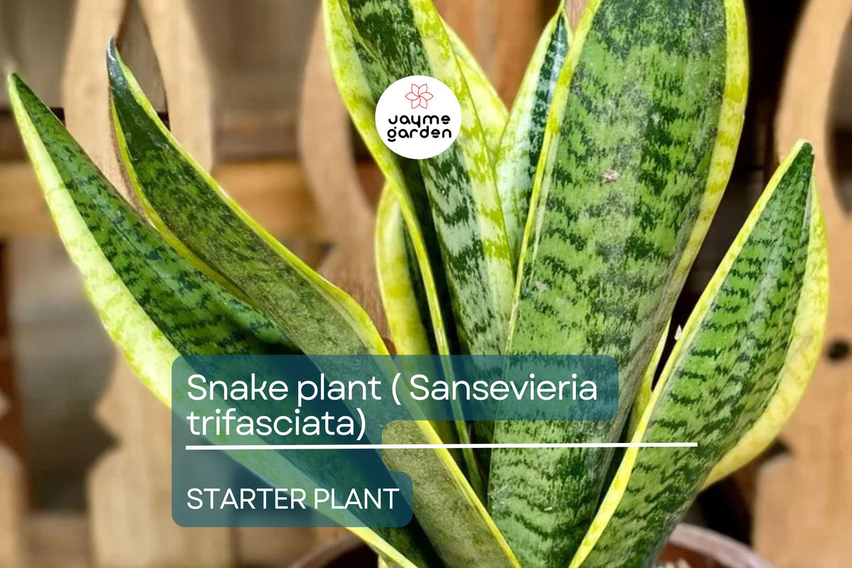 Live Snake Plant Starter - Sansevieria trifasciata - Easy Care, Air-Purifying Indoor Plant with Striking Upright Leaves