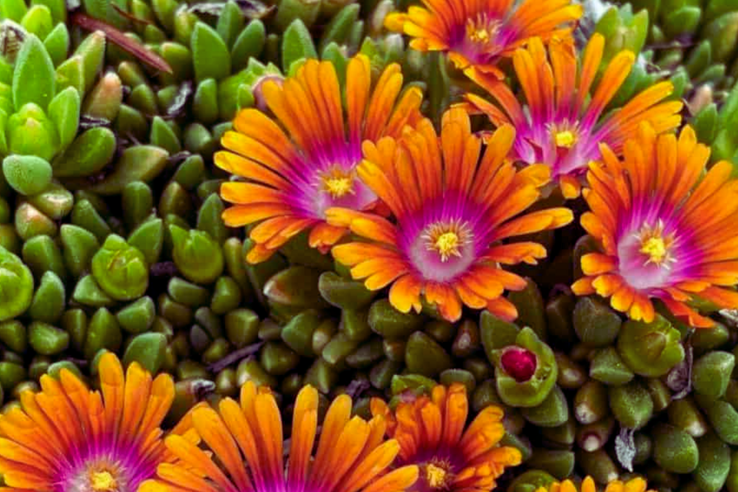 Ice Plant Seeds Mix - 400 Seeds Ground Cover Xeriscape Mesembryanthemum Colorful Daisy Flowers