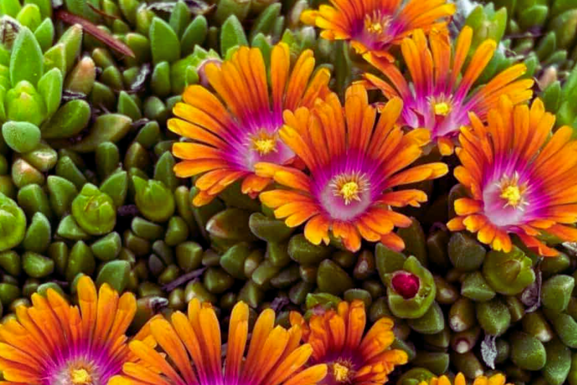 Ice Plant Seeds Mix - 400 Seeds Ground Cover Xeriscape Mesembryanthemum Colorful Daisy Flowers