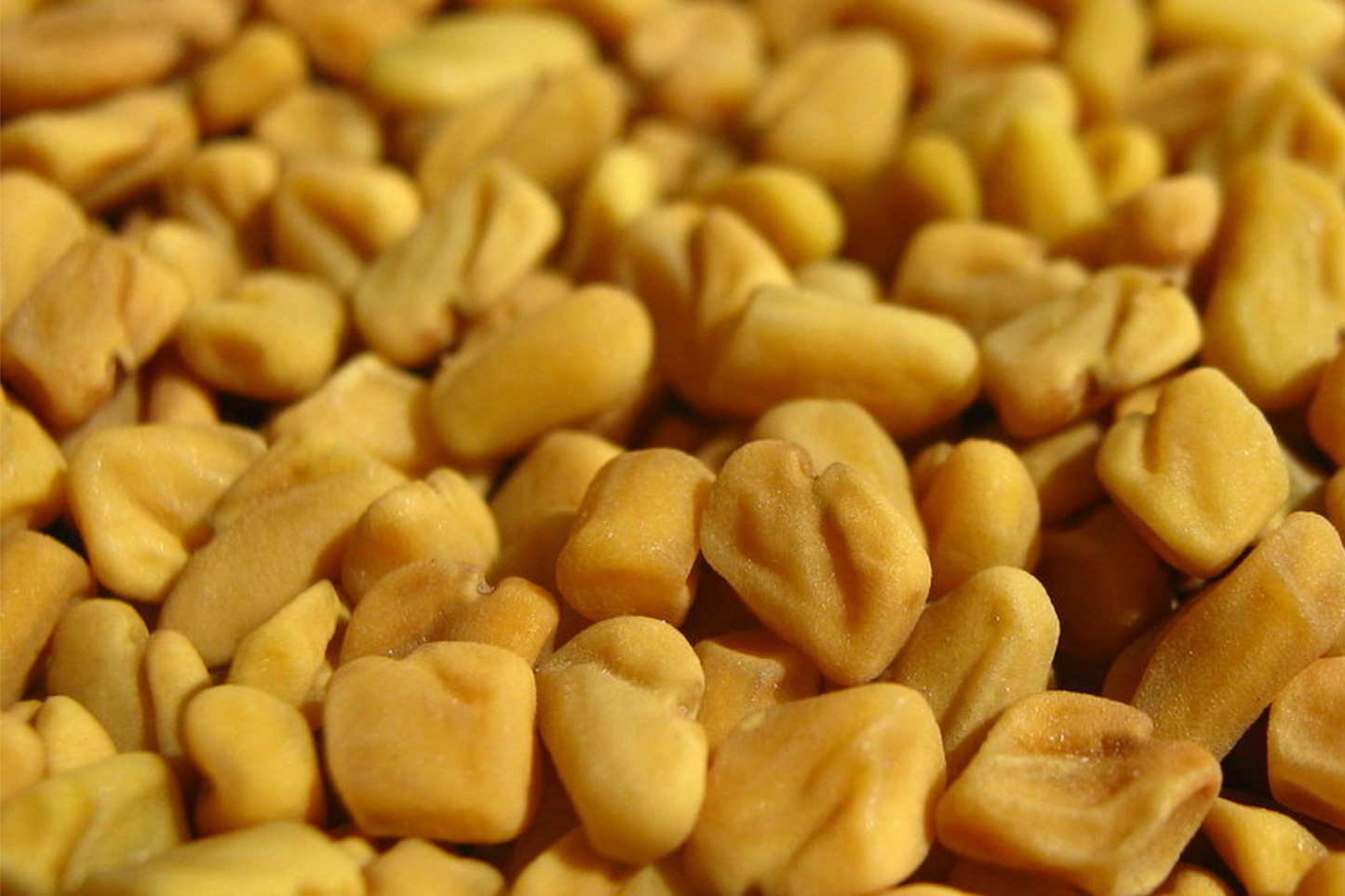 Fenugreek Seeds 50 Pack | Trigonella Foenum-Graecum Culinary Herb | Easy to Grow Annual Plant
