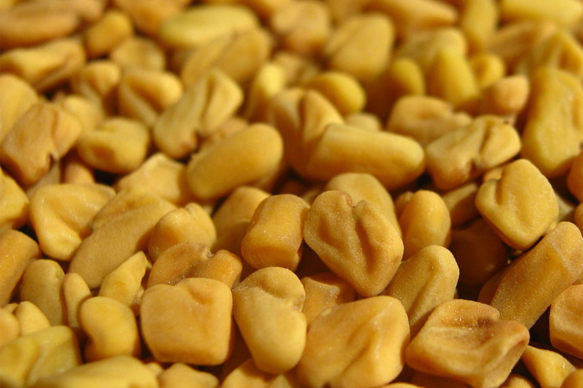 Fenugreek Seeds 50 Pack | Trigonella Foenum-Graecum Culinary Herb | Easy to Grow Annual Plant