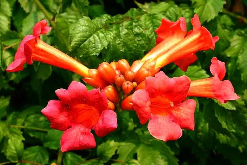 Red Trumpet Vine Cuttings – Campsis radicans Live Perennial Climbing Vines for Pollinator Garden, Hummingbird & Butterfly Attraction
