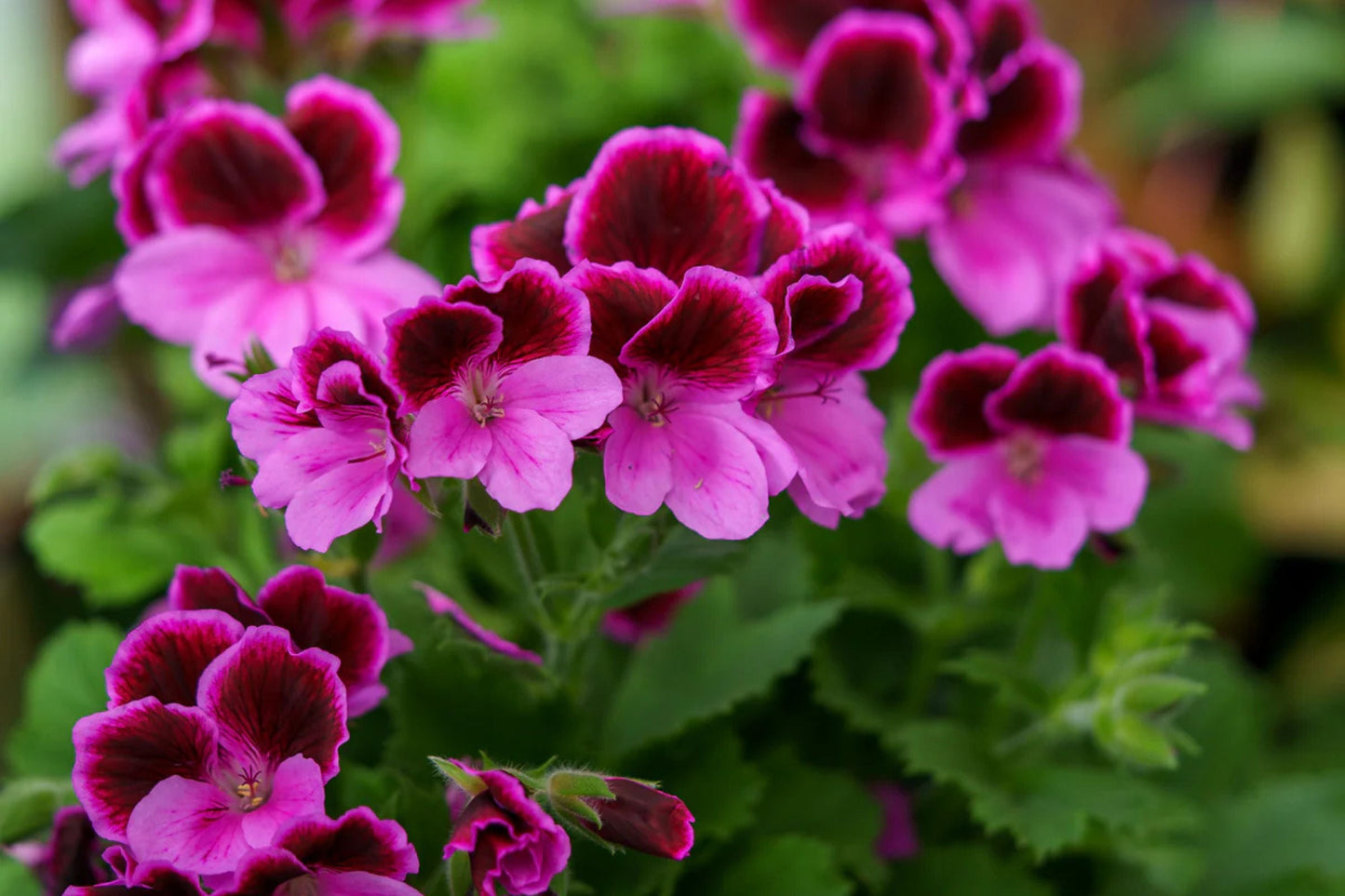 Martha Washington Geranium Seeds – 25 Pelargonium Seeds for Vibrant Blooms, Container & Garden Flowers, USA Grown, Pelargonium domesticum