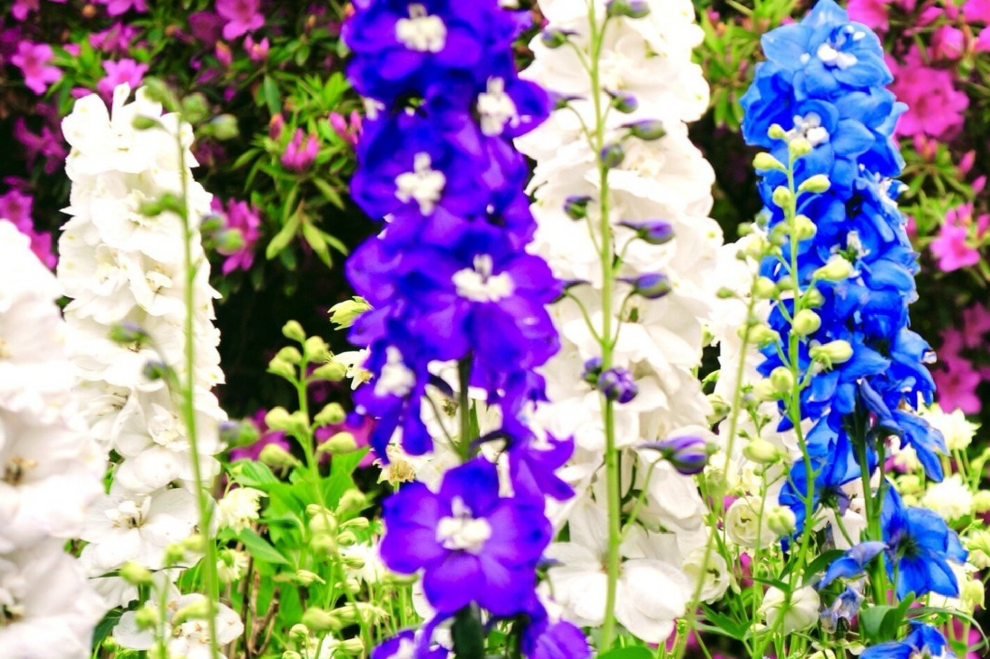 80 PCS Dwarf Hyacinth Ajacis Larkspur Seeds - Mixed Colors, Early Blooming Annual Flower, Consolida ajacis