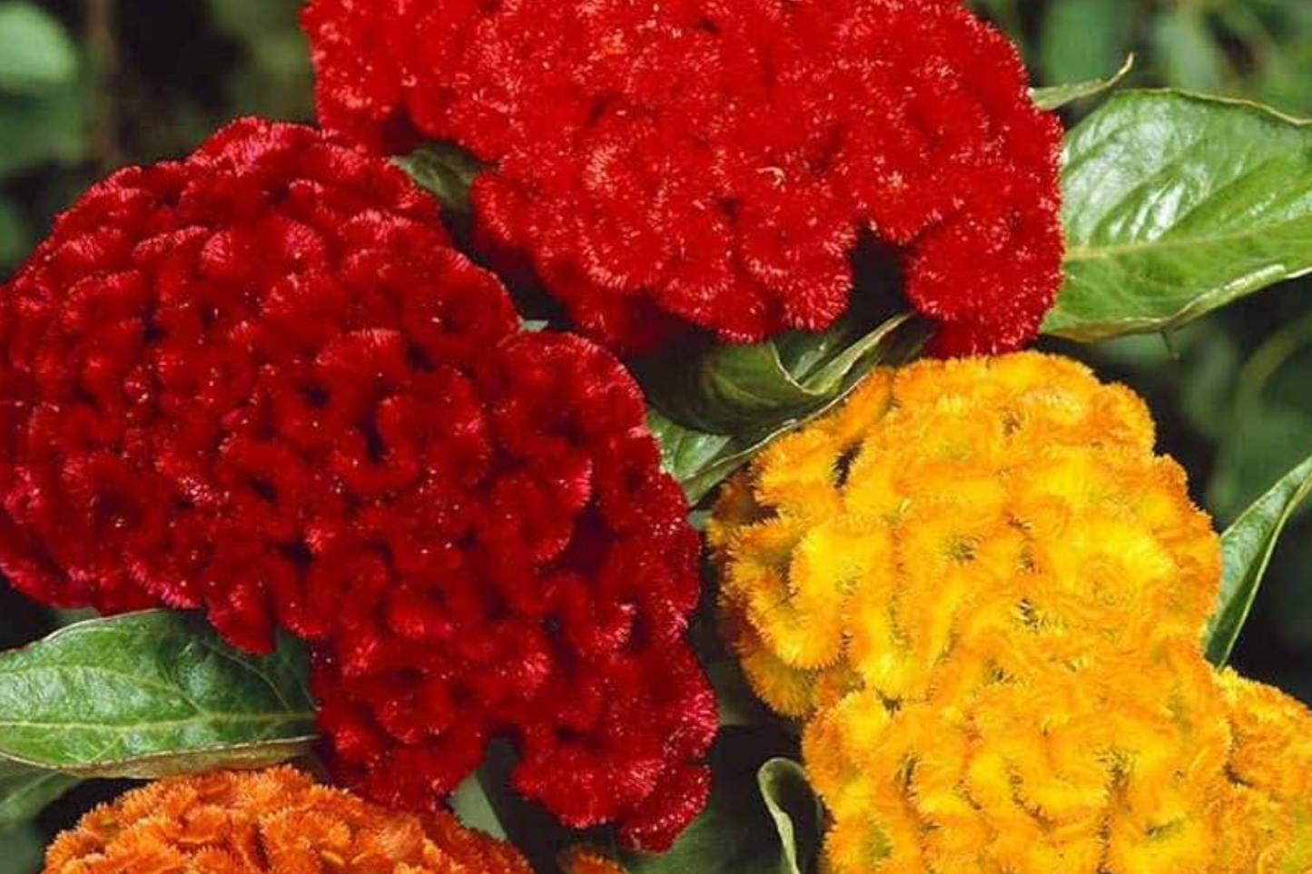 Green Cockscomb Seeds 30 Pack | Celosia Cristata Annual Flower with Green Blooms for Full Sun Gardens