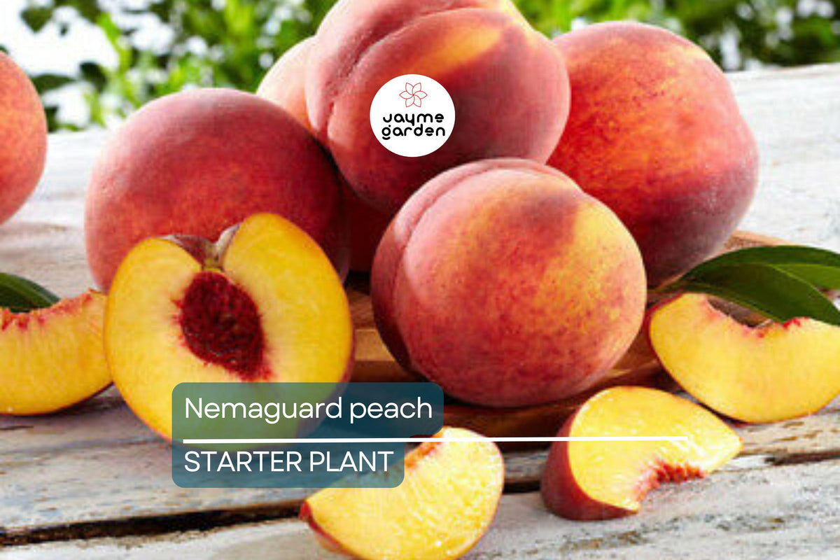 Nemaguard Peach Starter Plant 6-8 Inches | Live Healthy Seedling | Deciduous Fruit Tree | Prunus | Easy to Grow for Landscaping