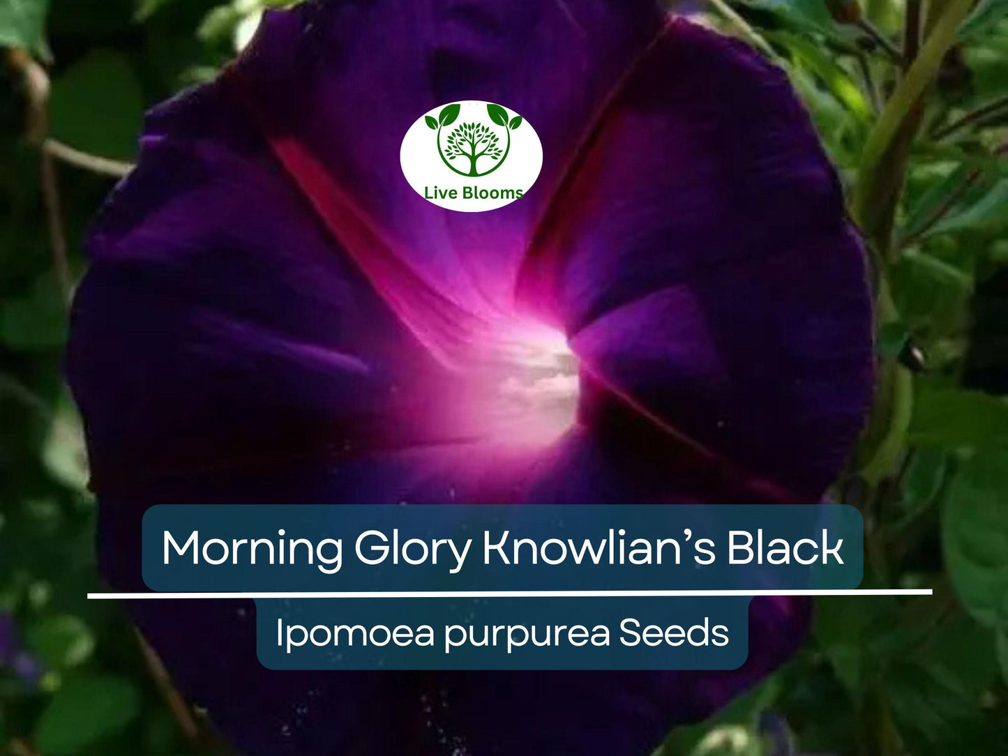 25 Seeds Morning Glory ‘Knowlian’s Black’ – Rare Deep Purple-Black Vine, Non-GMO, Hummingbird Favorite