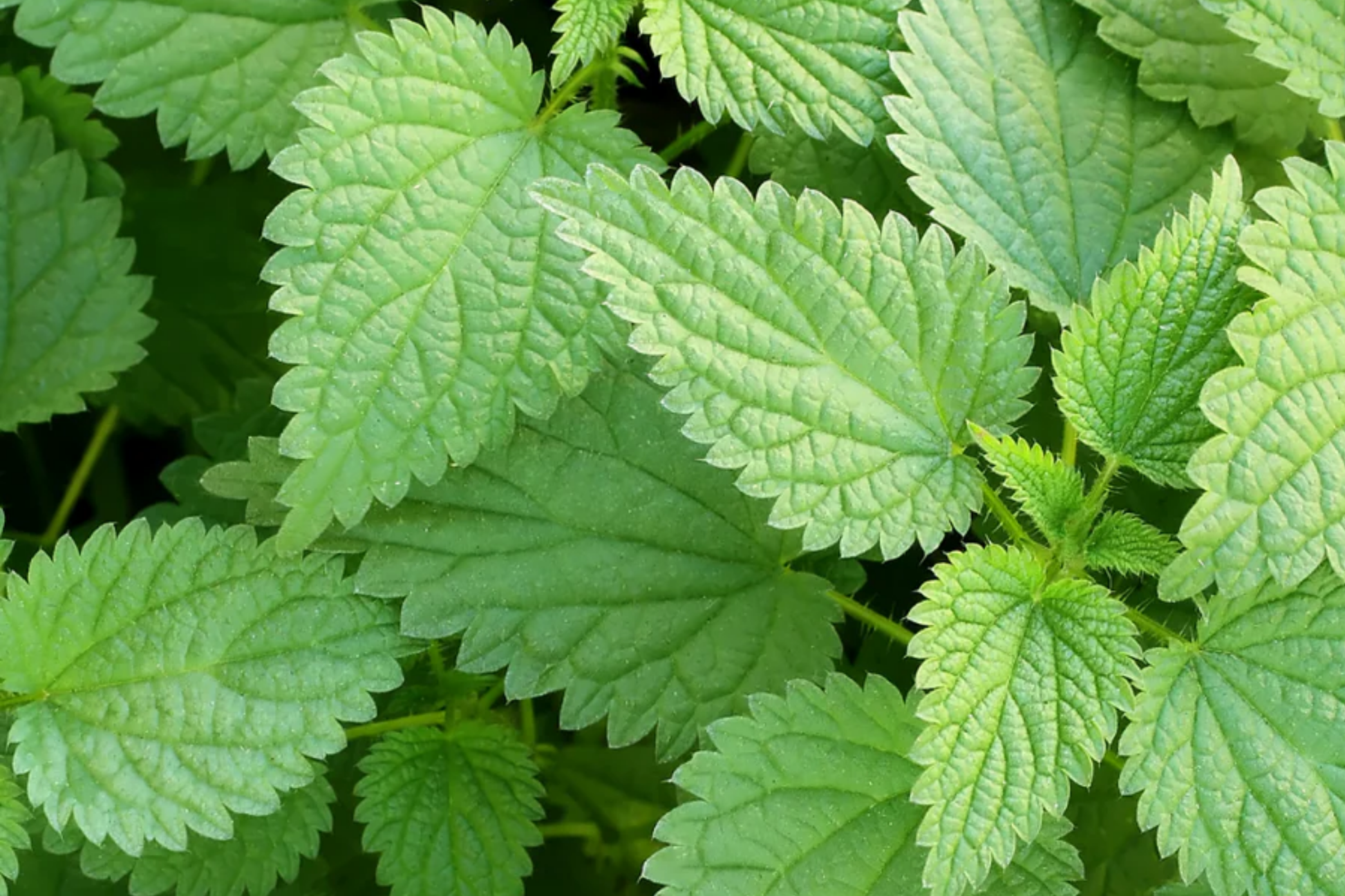 Stinging Nettle Seeds 200 PCS Urtica Dioica Perennial Herb for Garden, Nutrient-Rich, Medicinal, Easy to Grow