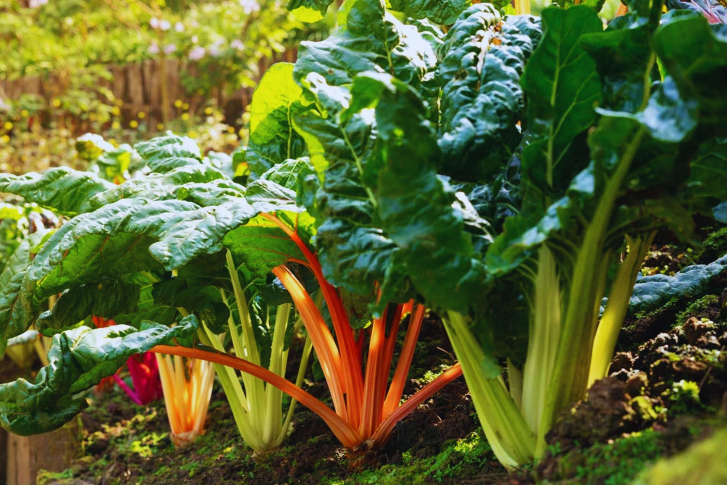 Red Swiss Chard Seeds | Non-GMO Beta vulgaris subsp. cicla Vegetable Seeds
