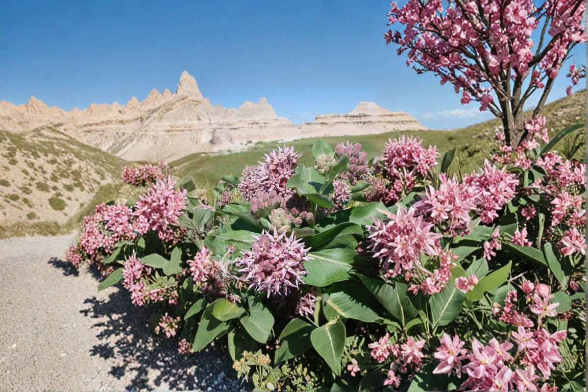 Showy Milkweed Seeds | 15 Seeds | Asclepias speciosa | Native Wildflower for Monarch Butterflies | Pollinator Garden Plant