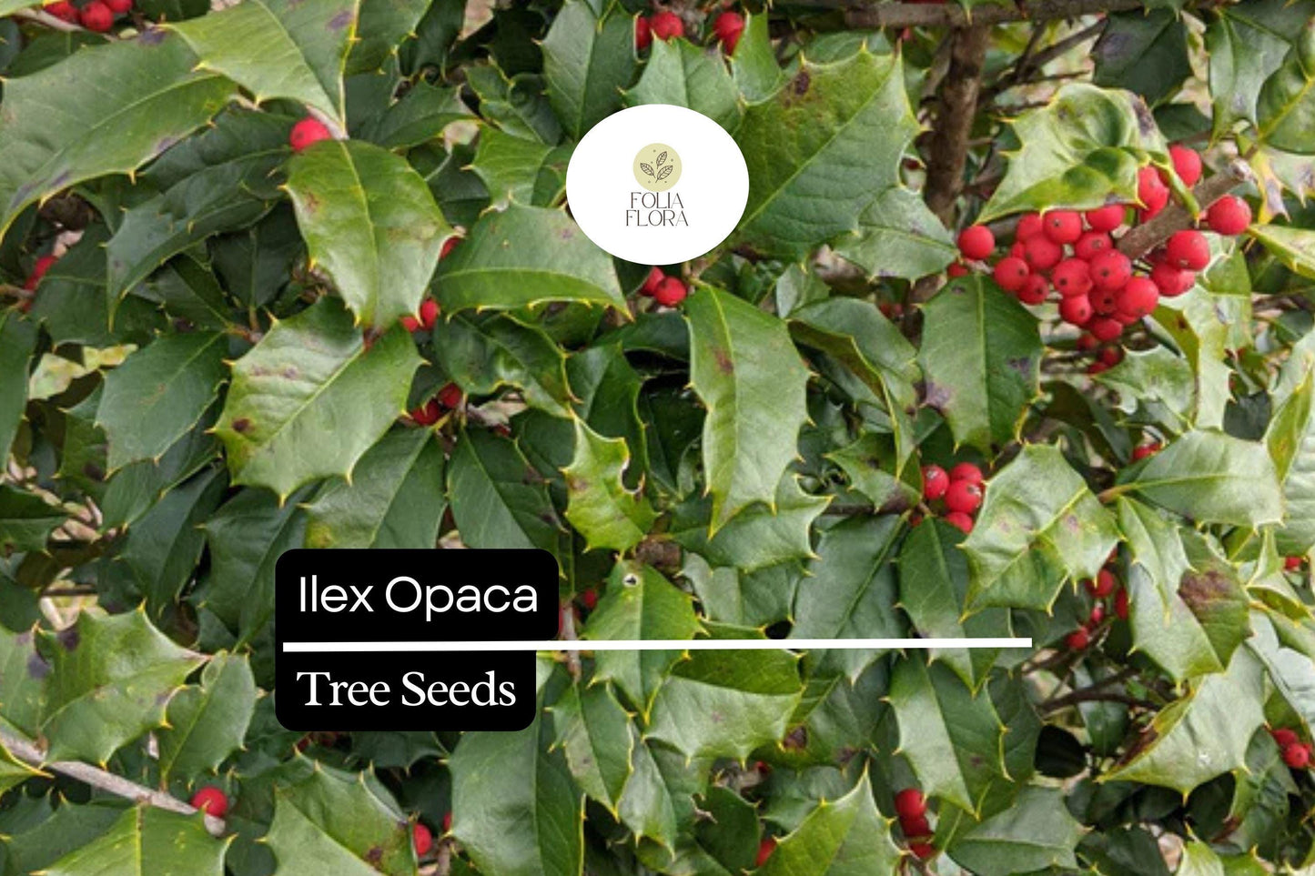 500mg Ilex Opaca American Holly Seeds - Evergreen Tree with Red Berries for USDA Zones 5-9