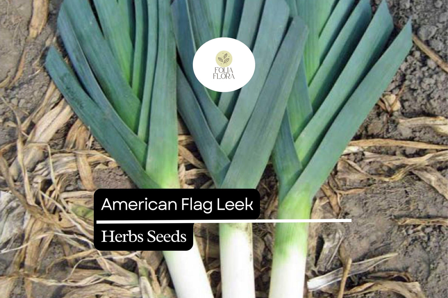 200 American Flag Leek Seeds – Heirloom Cold-Hardy Allium ampeloprasum for Soups & Fall Gardens