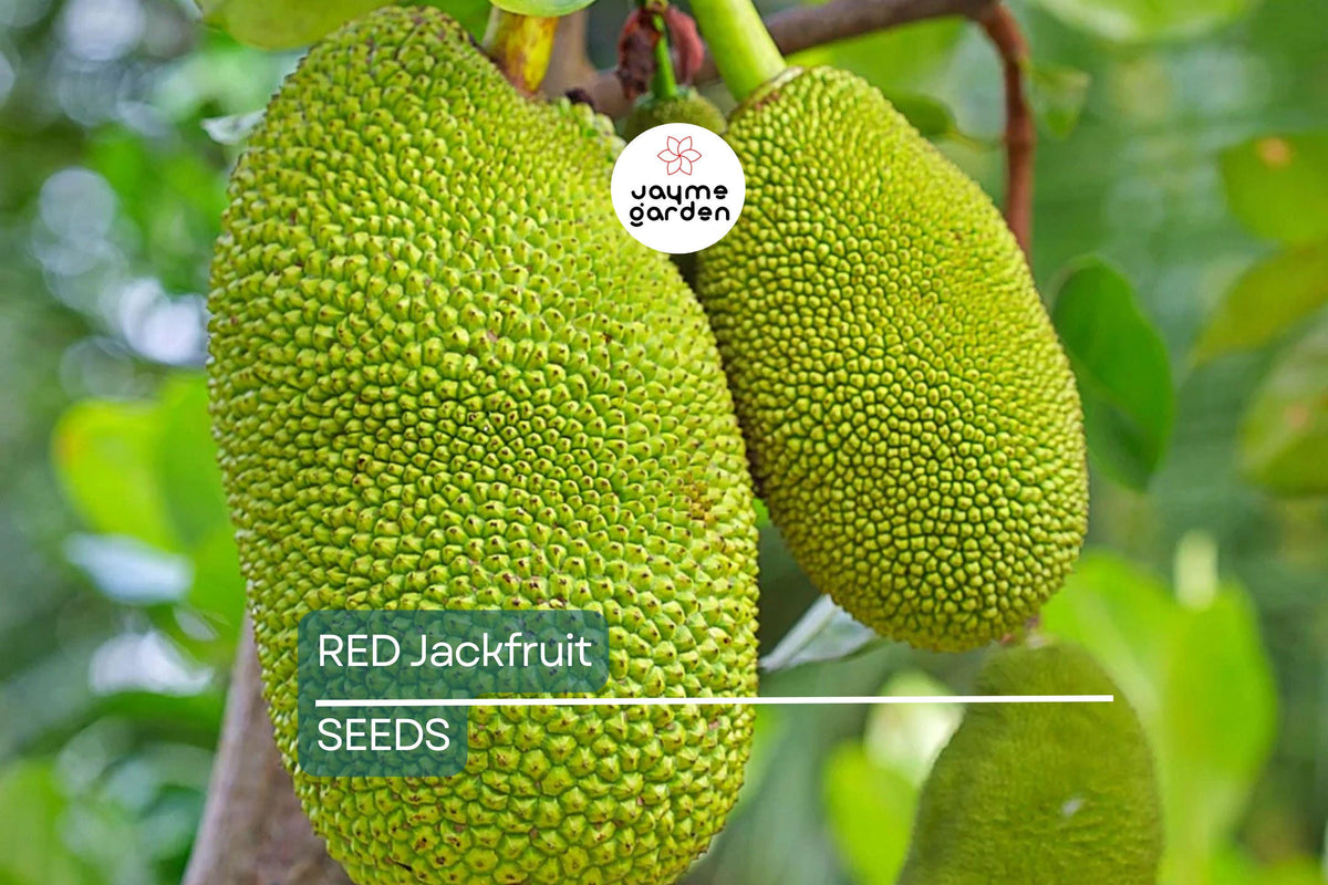 10 Fresh Red Jackfruit Seeds - Artocarpus heterophyllus - High Germination Rate for Tropical Fruit Trees - Easy to Grow