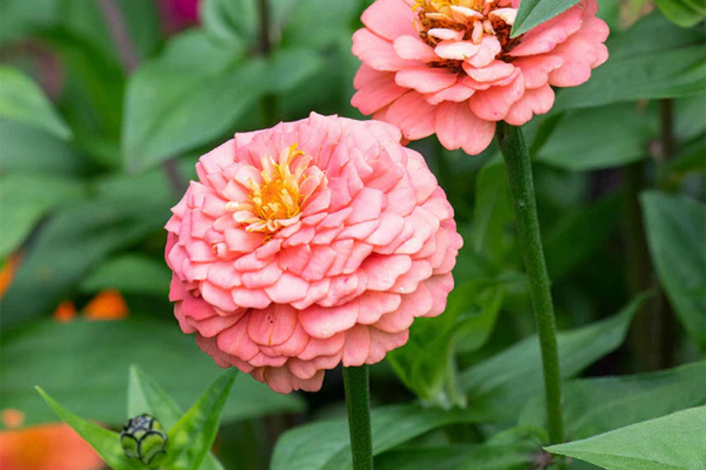 Oklahoma Salmon Zinnia Seeds – 100+ Heirloom Flower Seeds for Pollinator Gardens, Cut Flowers, Zinnia elegans, Full Sun Annual