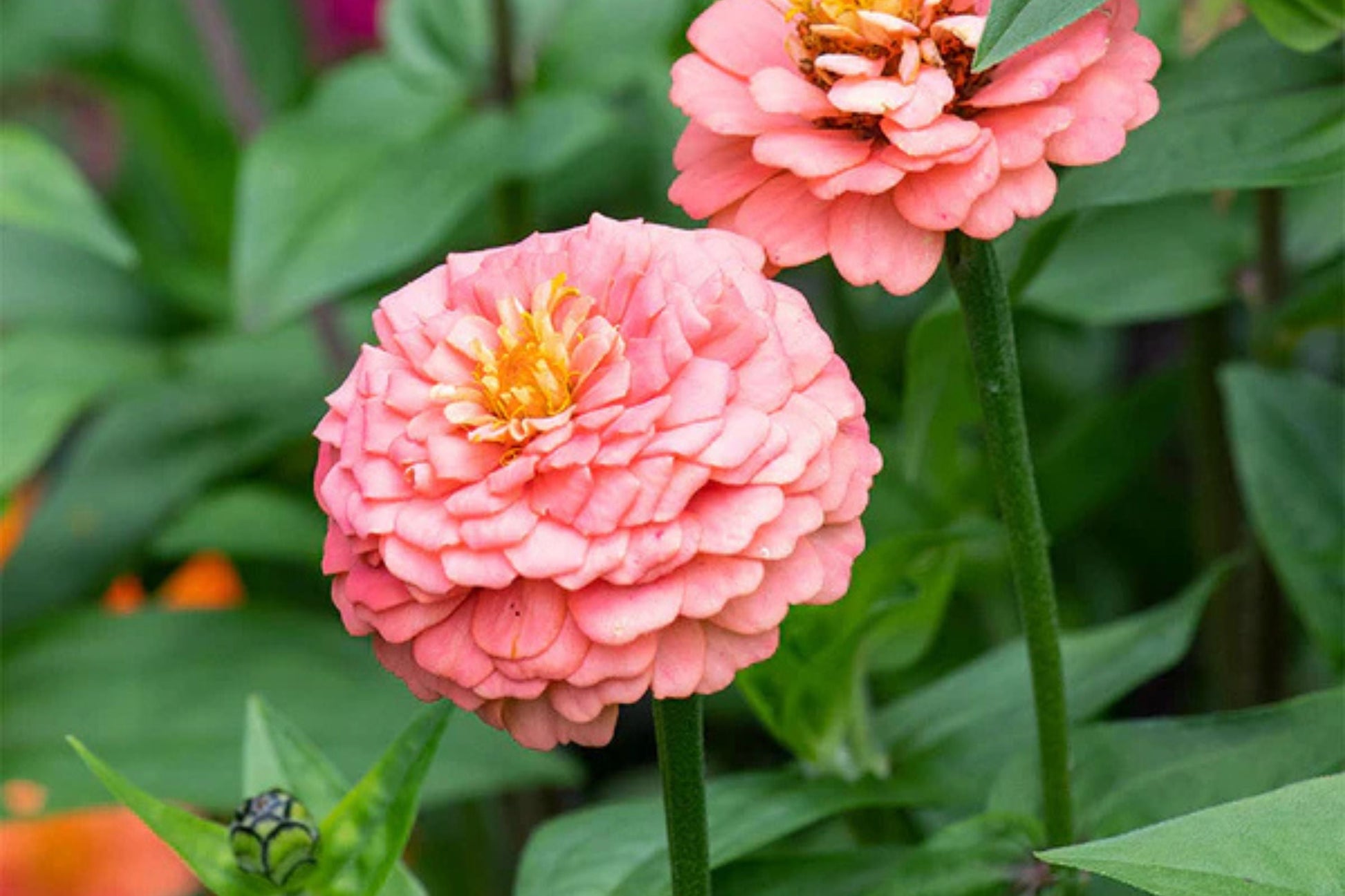 Oklahoma Salmon Zinnia Seeds – 100+ Heirloom Flower Seeds for Pollinator Gardens, Cut Flowers, Zinnia elegans, Full Sun Annual
