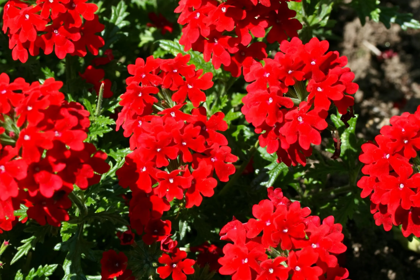Red Verbena Seeds 100 PCS Scarlet Ground Cover Verbena Hybrids Nana Compacta Annual Plant