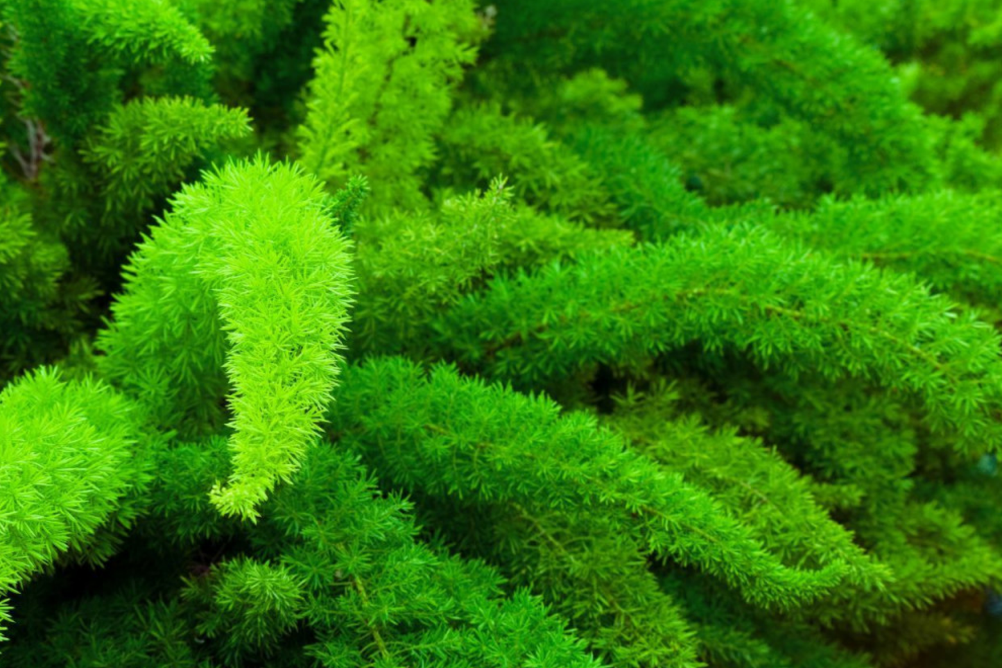 Asparagus Densiflorus Sprengeri Seeds – Trailing Indoor/Outdoor Fern, Drought-Tolerant, Evergreen, 6 Pack