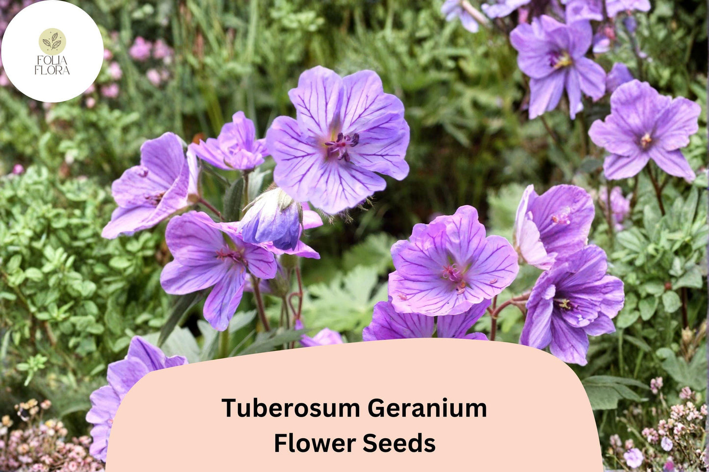 25+ Tuberosum Geranium Seeds | Hardy Perennial with Purple Blooms for Garden Borders & Rock Gardens