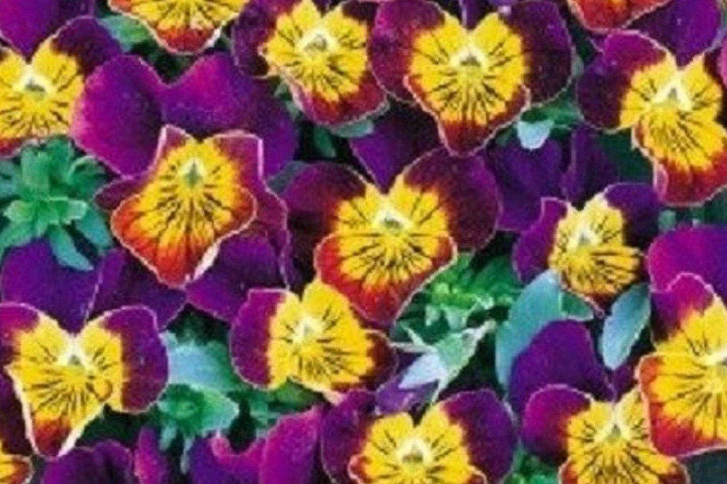 Miniola Purple Heart Viola Seeds - 50 PCS Bi-Color Fragrant Perennial Flowers, Viola x wittrockiana