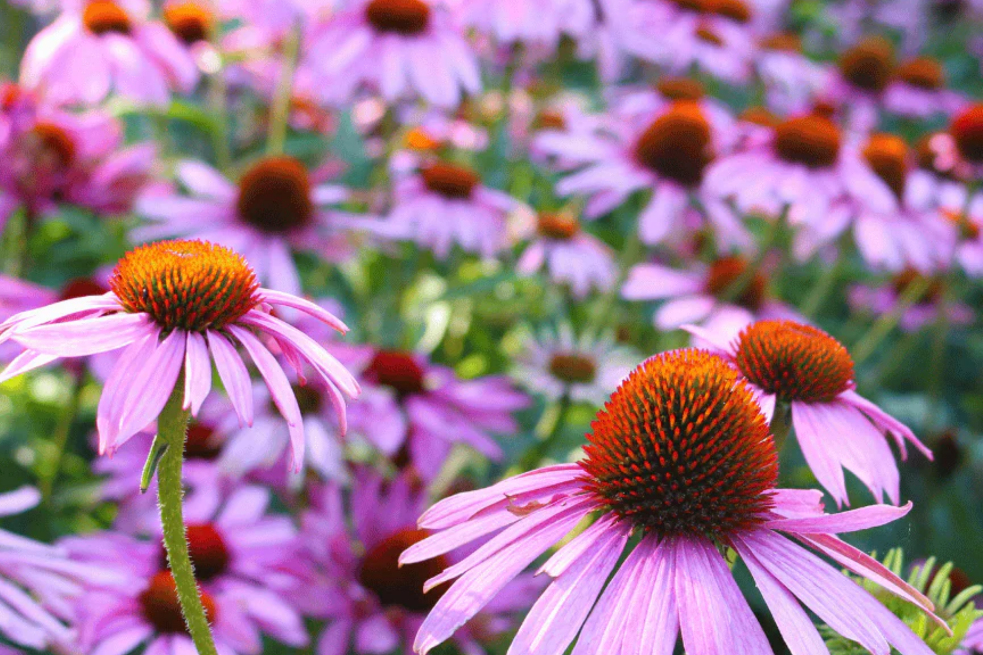 Echinacea Seeds - Purple Coneflower, 200 PCS, Perennial Wildflower, Lavender Bloom, Deer Resistant, Echinacea Purpurea