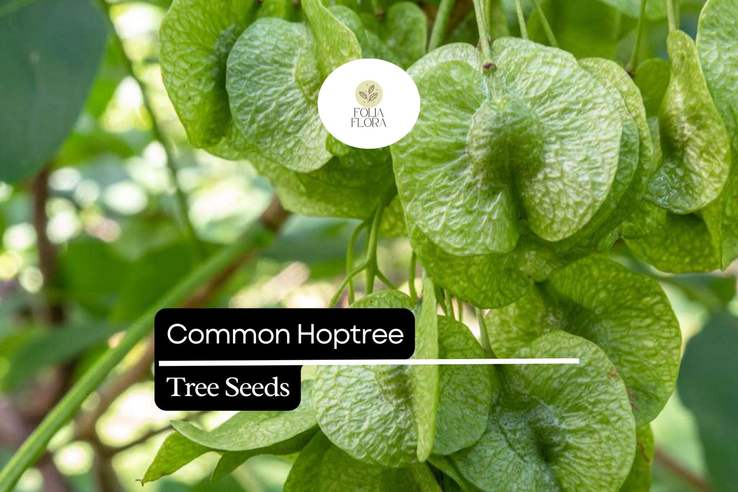 Common Hoptree Seeds (5) | Ptelea trifoliata | Hardy Native Shrub | Pollinator Friendly