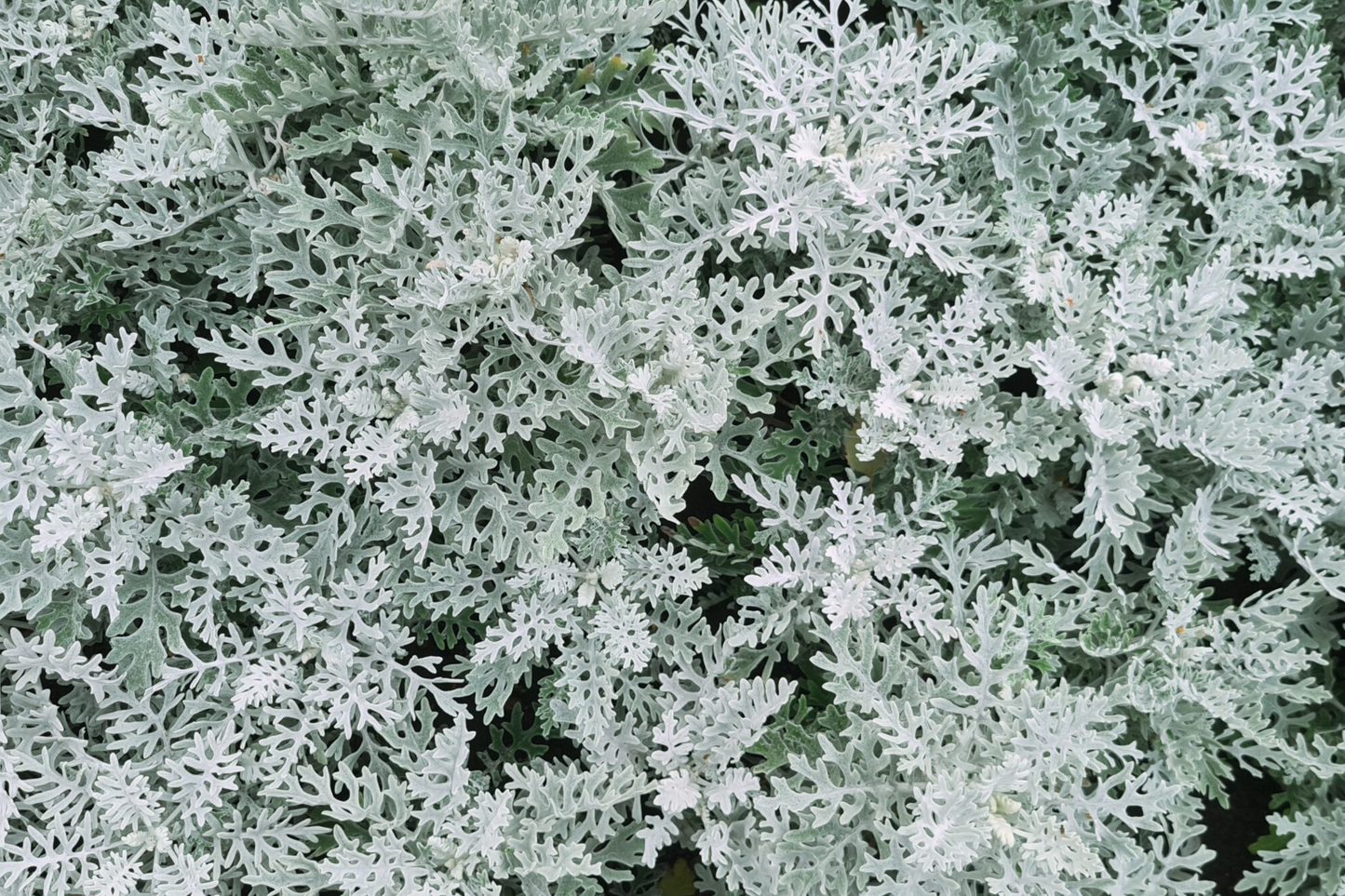 Cineraria Seeds 600 PCS Dusty Miller Silverdust, Silvery Gray Foliage, Annual Flower Seeds, Cineraria maritima