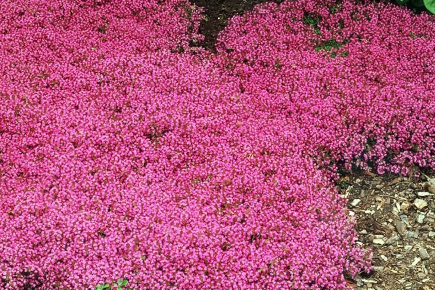 Creeping Thyme Seeds - 100 PCS Groundcover Perennial Thymus serpyllum Carmine-Pink Flowers