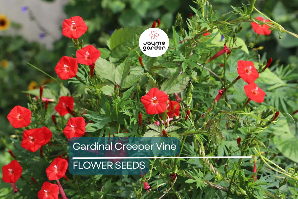 Star Glory Seeds - 20 Pack, Scarlet Red Cardinal Creeper Vine, Ipomoea quamoclit, Pollinator Friendly, Fast-Growing, USDA Zones 11-12