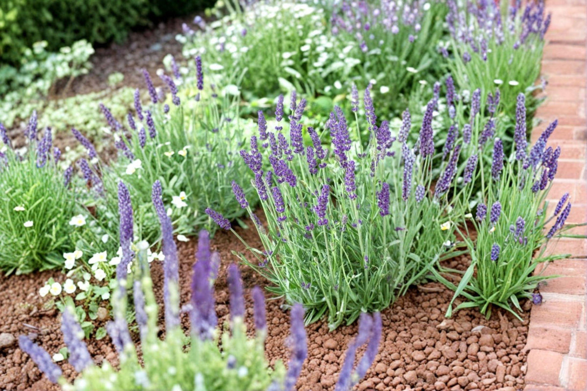 Vera Lavender Seeds | 100 Pack | Fragrant English Lavender | Lavandula angustifolia | Culinary & Aromatic Herb
