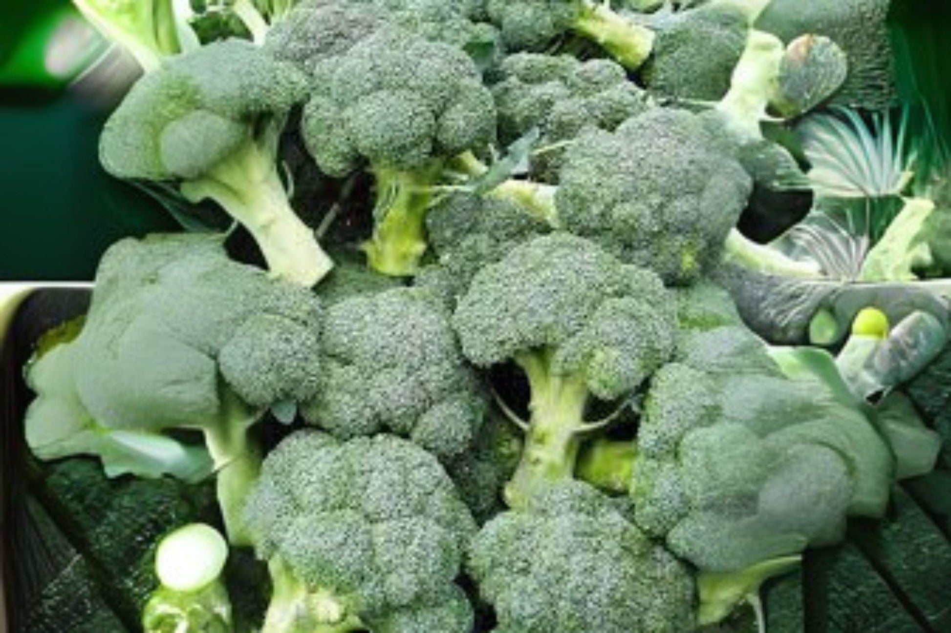Broccoli Di Cicco Seeds - Italian Heirloom Vegetable, 300 Premium Seeds for Home Garden, Raised Beds, or Containers