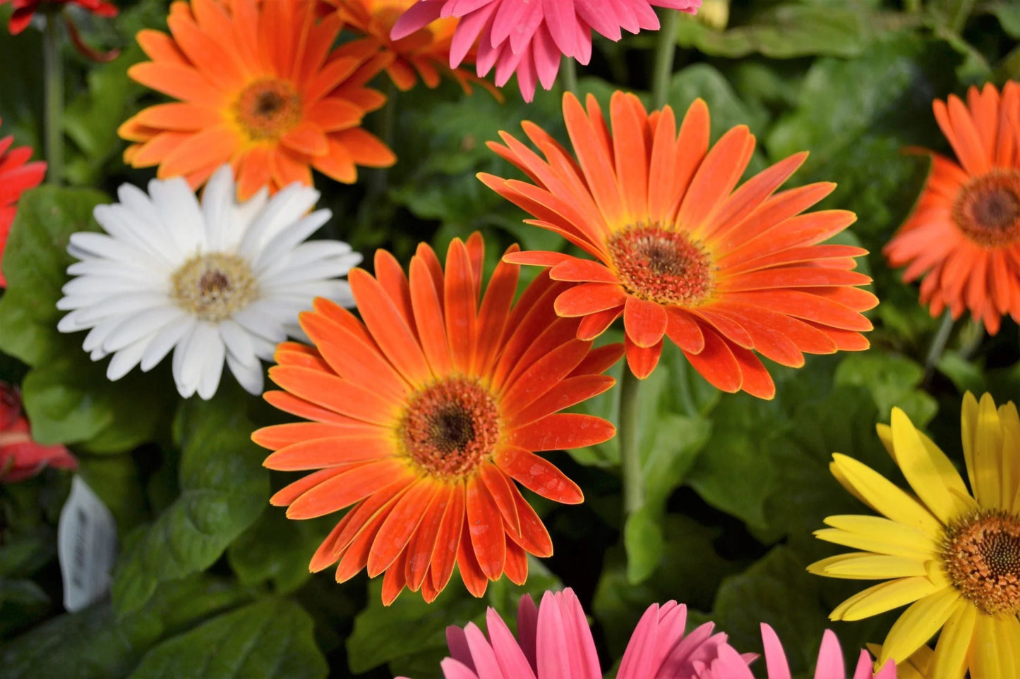 JamesonII Mix Gerbera Daisy Seeds - 200+ Colorful Bloom Seeds for Cut Flowers, Butterfly Garden, Easy Grow, USA Grown