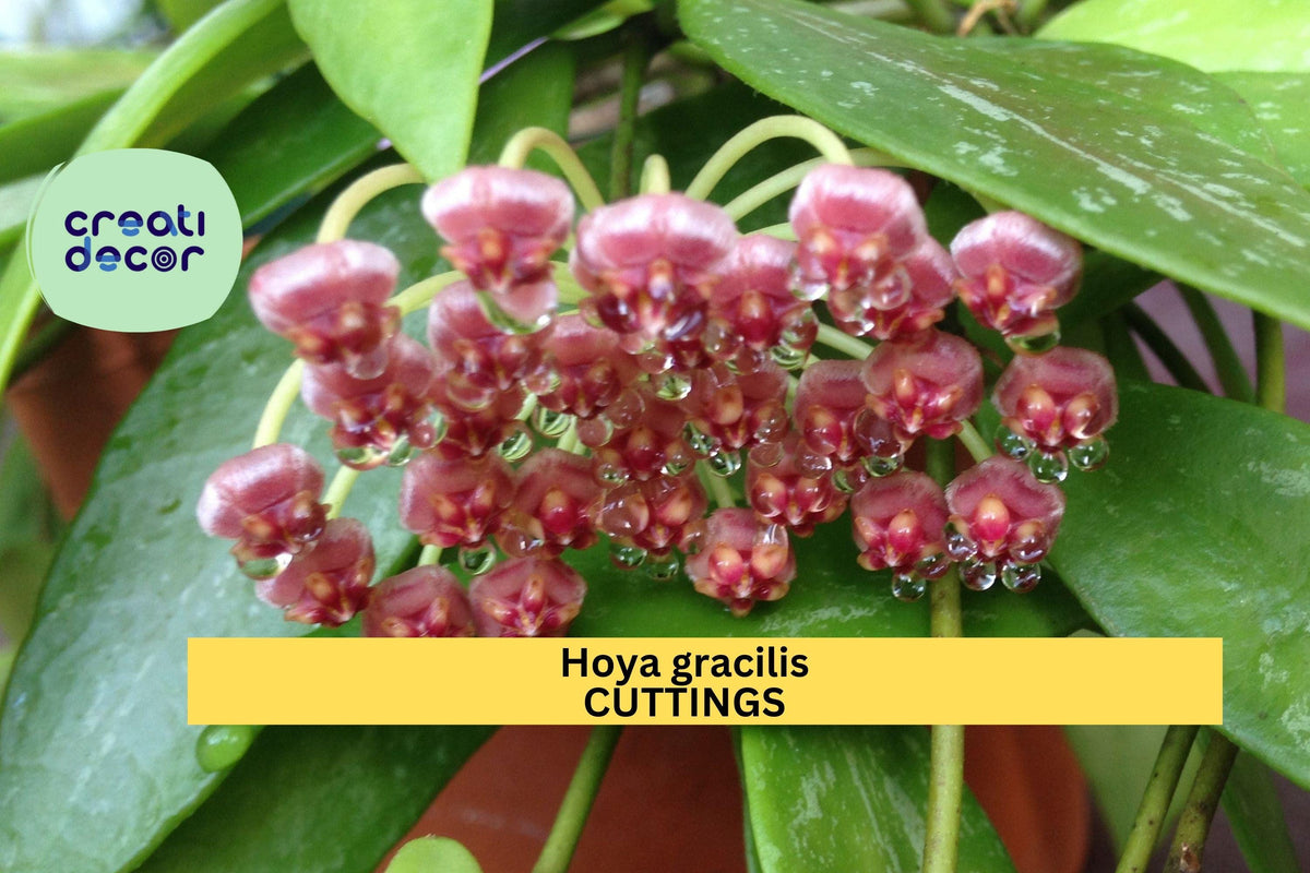 2 Hoya gracilis Cuttings or Rooted Plants | Trailing Indoor Wax Vine with Silver-Flecked Leaves