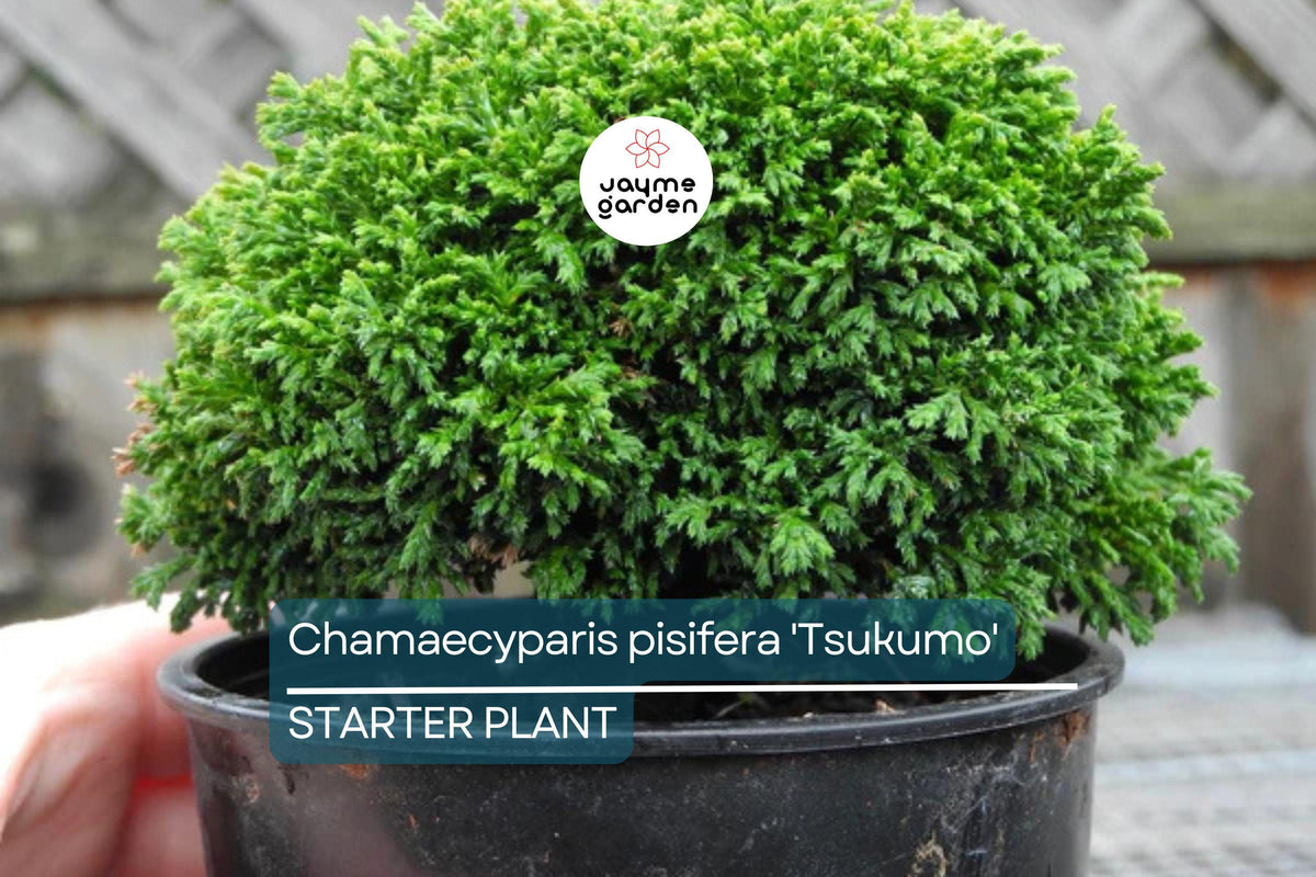 Dwarf Evergreen Cypress Starter Plant 4-6 Inches Chamaecyparis Pisifera 'Tsukumo' Deer-Resistant Bonsai Garden Accent