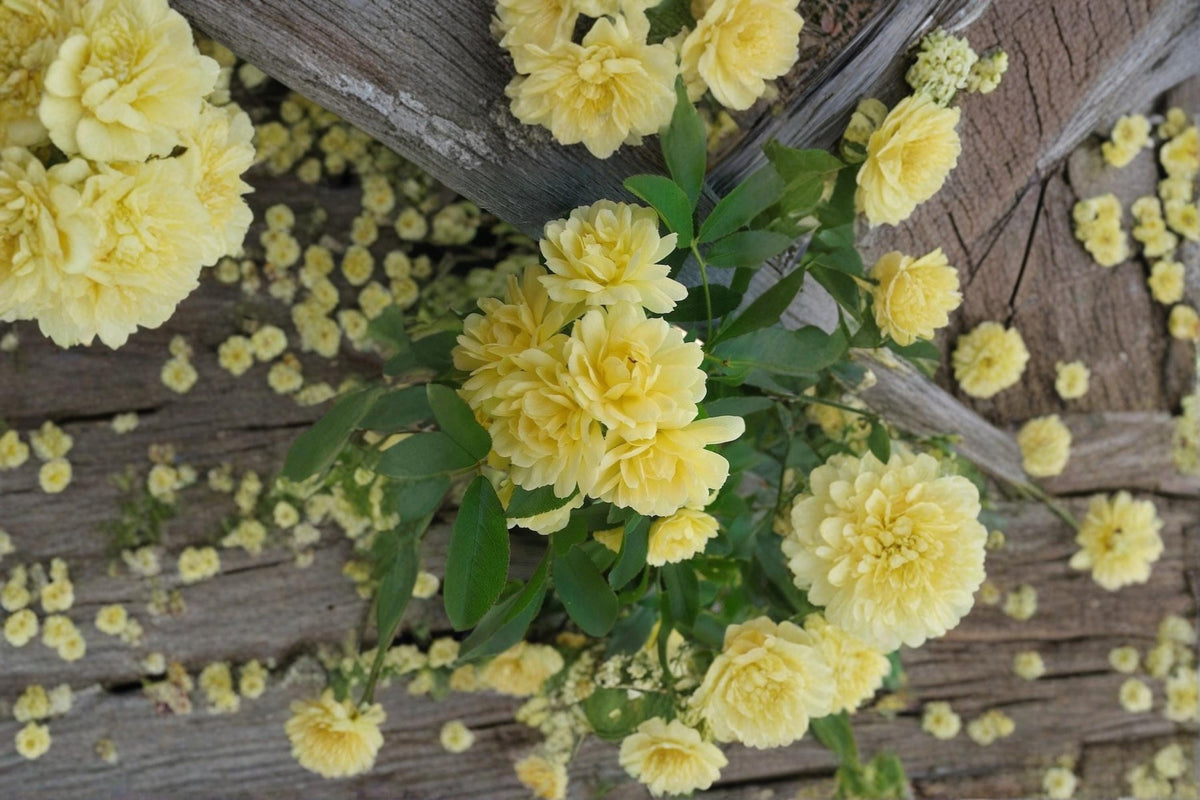 Yellow Lady Banks Climbing Rose Cuttings 5-6" Thornless Rosa banksiae lutea - Soft Yellow Flowers for Propagation
