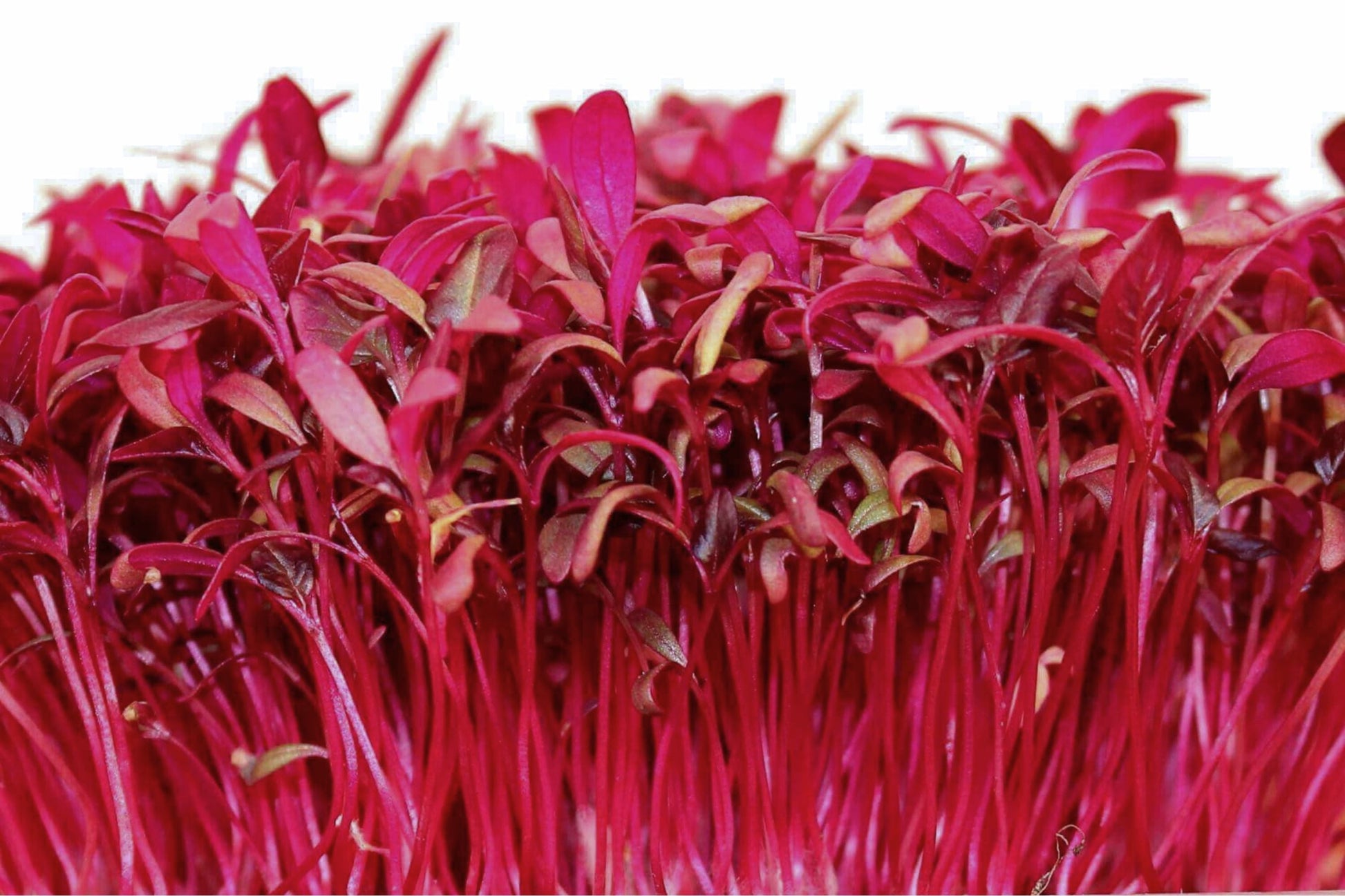 Red Garnet Amaranth Microgreen Seeds – Non-GMO Herb Sprouting Seeds for Indoor & Outdoor Gardens, Amaranthus cruentus