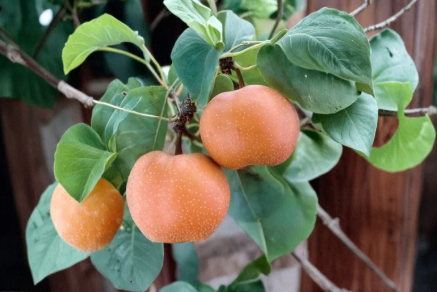 Chojuro Asian Pear Scionwood 5 Fresh Green Pyrus pyrifolia Grafting Stock for Home Orchard