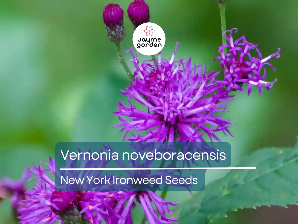 400 Seeds New York Ironweed | Vernonia Noveboracensis | Purple Flowering Perennial | Pollinator Attracting Garden Plant