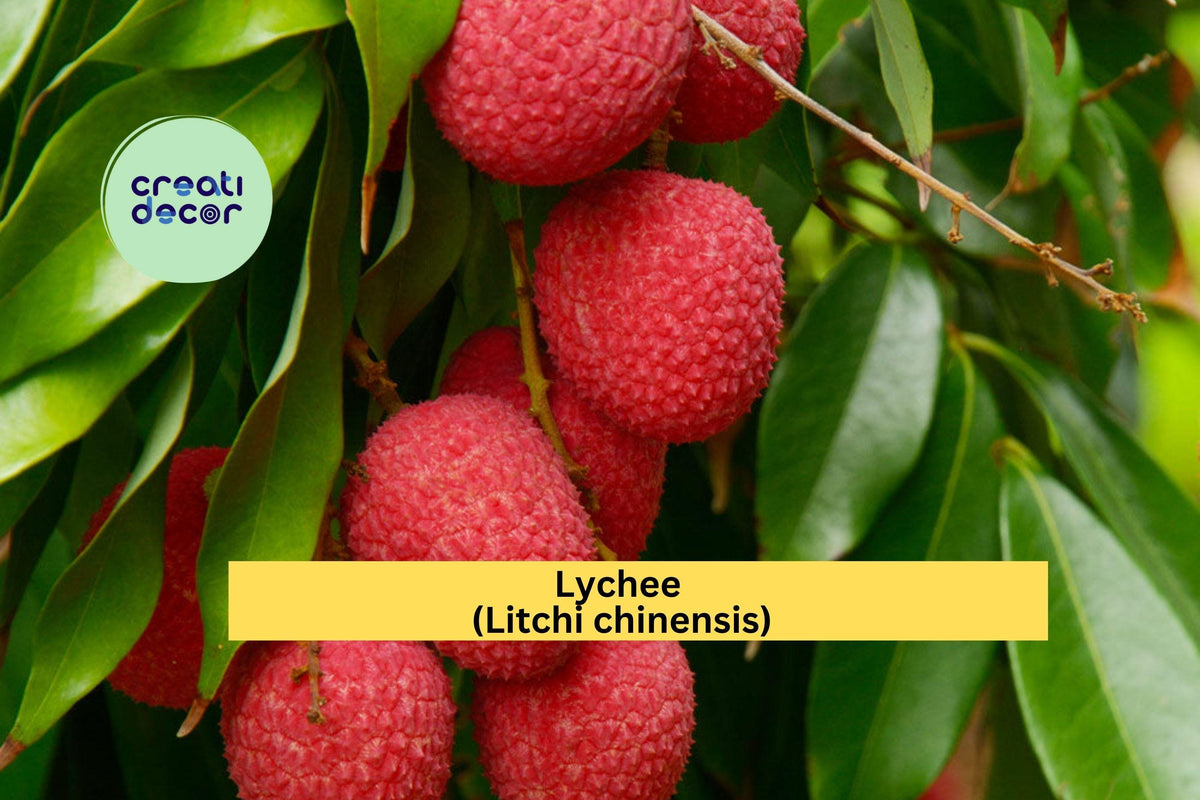 Emperor Lychee Live Plant | Tropical Fruit Starter Tree | Litchi chinensis | Ideal for Outdoor Growing or Container Gardening