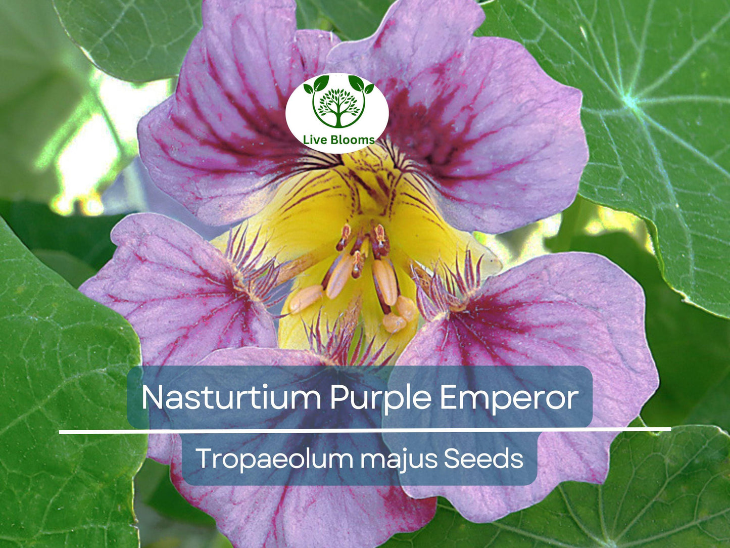 15 Seeds Nasturtium Purple Emperor Heirloom Edible Flowers Non-GMO 18-24" Height