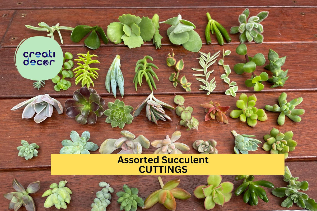 20 Assorted Succulent Cuttings Starter Set | 18 Varieties Including Echeveria, Sedum, Jade & Crassula