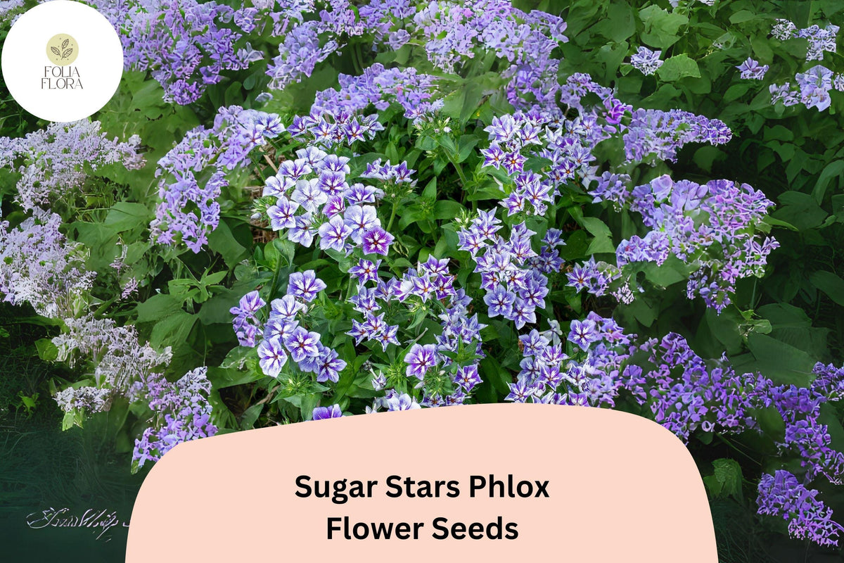 Sugar Stars Phlox Seeds - 100+ Violet Blue Garden Flower Seeds (Phlox drummondii) - Non-GMO, Attracts Butterflies, Easy to Grow